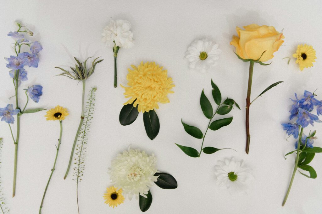 spring flowers yellow purple on a white background
