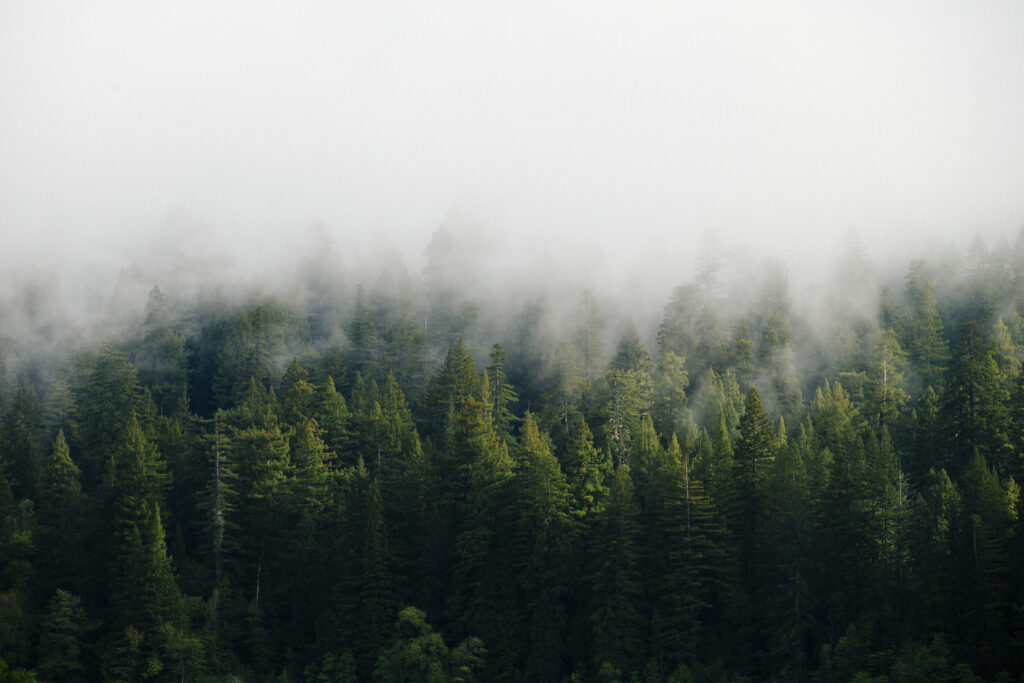 Foggy forest and clouds